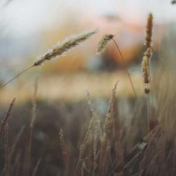 Awesome Wooden Shirt thumbnail 5