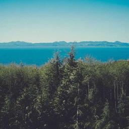 Tasty Bronze Fish thumbnail 2