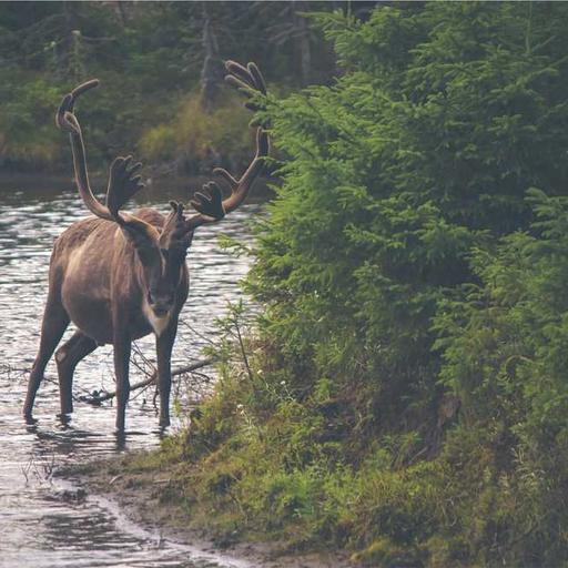 Awesome Frozen Pizza