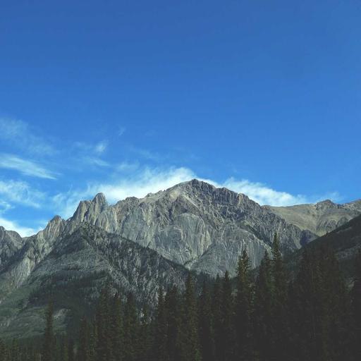 Elegant Bronze Bacon