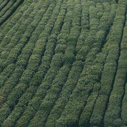 Refined Frozen Towels thumbnail 3