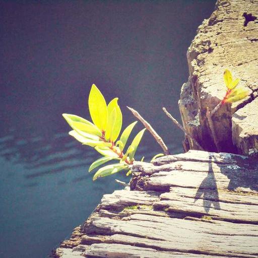 Oriental Fresh Cheese