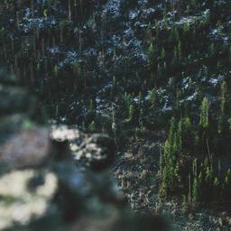 Electronic Rubber Chicken thumbnail 3