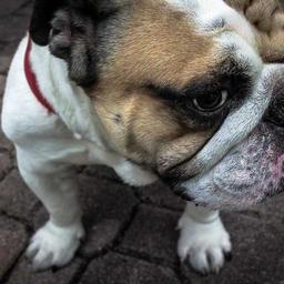 Fantastic Bronze Hat thumbnail 1