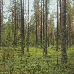 Gorgeous Steel Cheese thumbnail 5