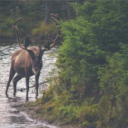 Rustic Bronze Shoes thumbnail 4