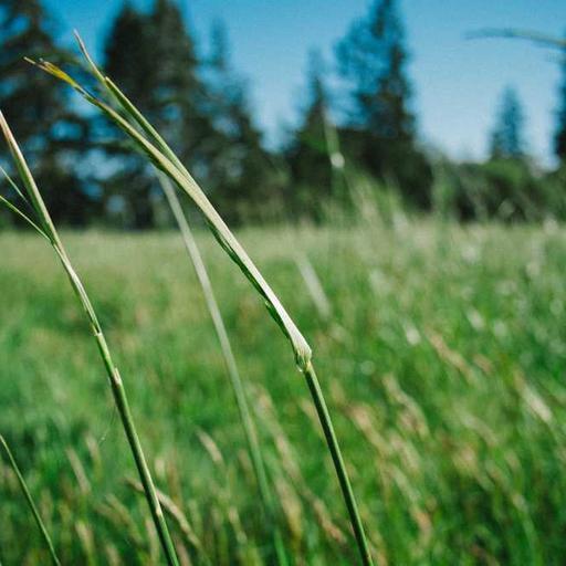 Generic Frozen Pants