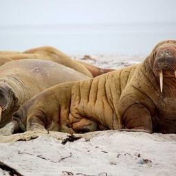 Unbranded Concrete Chicken thumbnail 3