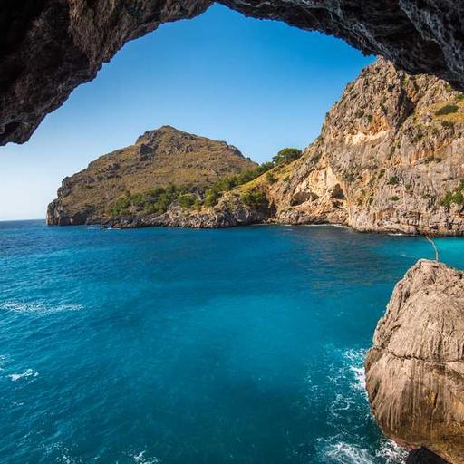 Incredible Bronze Tuna