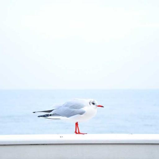 Handmade Cotton Ball