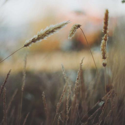Refined Wooden Pizza