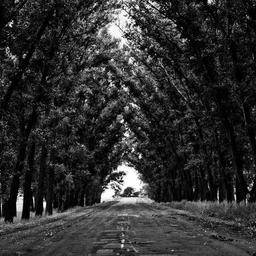 Modern Cotton Bacon thumbnail 3