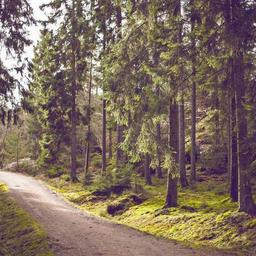 Unbranded Fresh Ball thumbnail 2