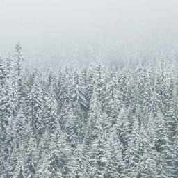 Luxurious Frozen Mouse thumbnail 5