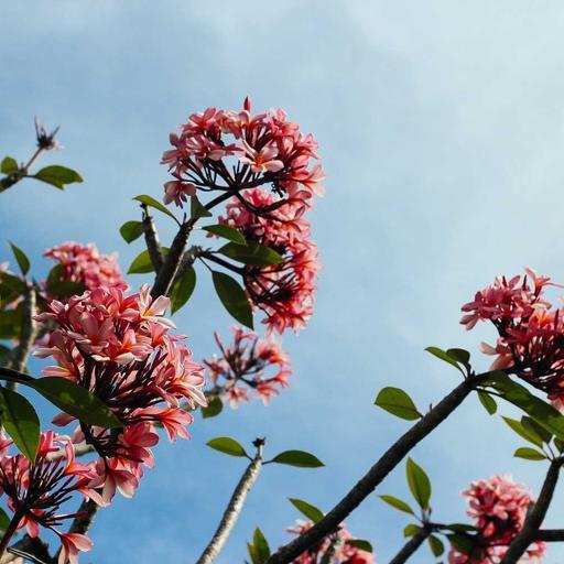 Oriental Granite Salad