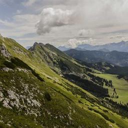 Oriental Cotton Fish thumbnail 5