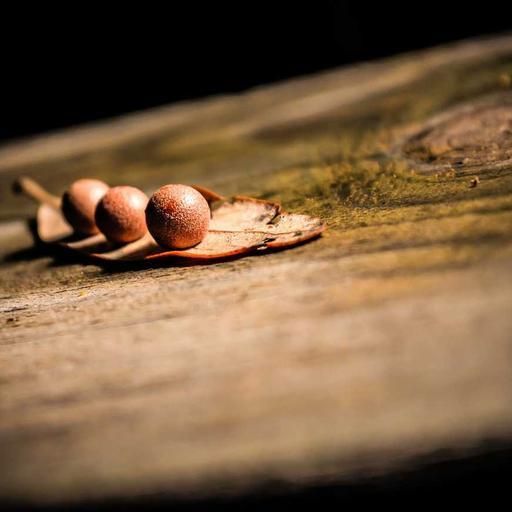 Elegant Plastic Sausages