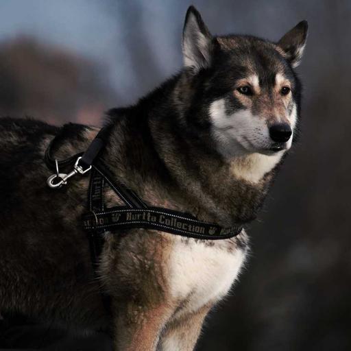 Gorgeous Frozen Mouse
