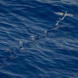 Modern Cotton Chips thumbnail 3