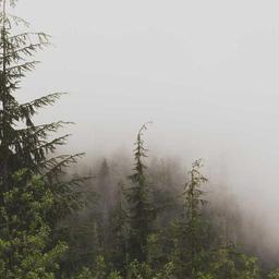 Luxurious Wooden Chips thumbnail 2