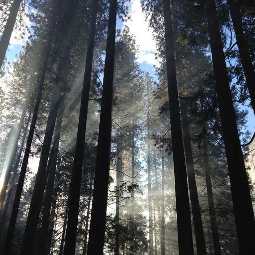 Oriental Frozen Mouse