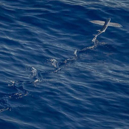 Intelligent Soft Shoes