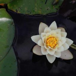 Modern Soft Chair thumbnail 1