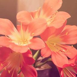 Rustic Wooden Chips thumbnail 2