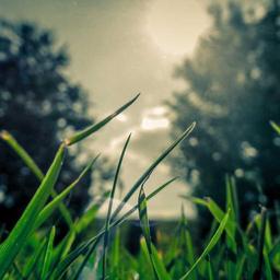 Elegant Steel Cheese thumbnail 2