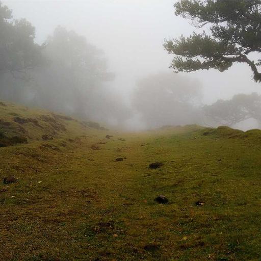 Refined Granite Mouse