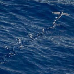 Licensed Bronze Cheese thumbnail 4