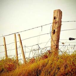 Unbranded Concrete Fish thumbnail 3