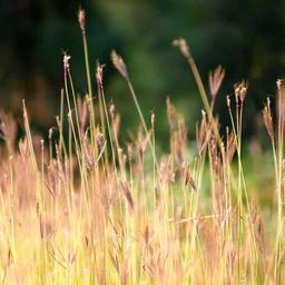 Gorgeous Cotton Mouse thumbnail 2