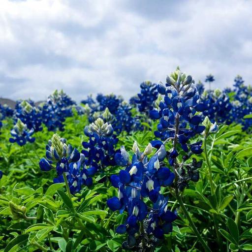 Awesome Metal Cheese