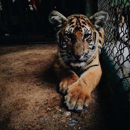 Electronic Metal Hat thumbnail 1