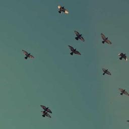 Small Steel Tuna thumbnail 4