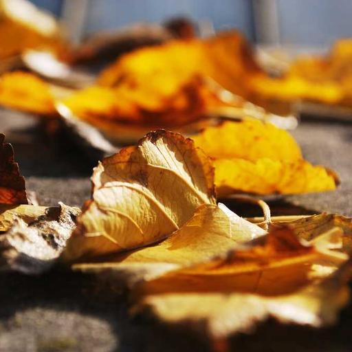 Luxurious Soft Pants