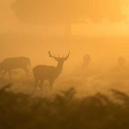 Luxurious Granite Tuna thumbnail 2