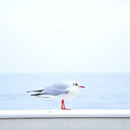 Licensed Granite Chips thumbnail 4