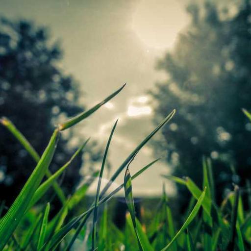 Luxurious Bronze Shoes