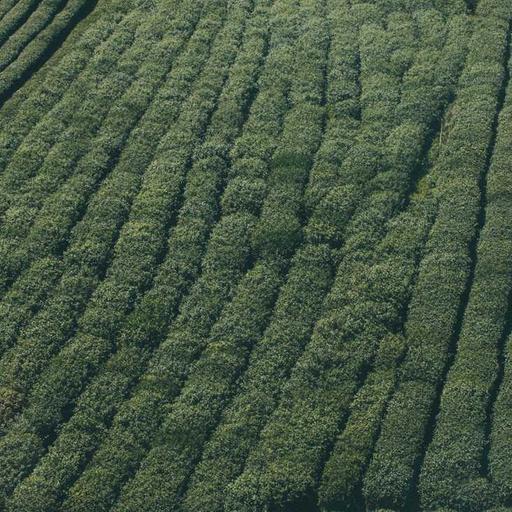 Refined Frozen Bacon