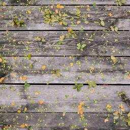 Elegant Frozen Pizza thumbnail 3