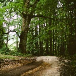 Oriental Frozen Mouse thumbnail 3