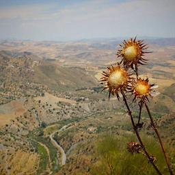 Bespoke Frozen Salad thumbnail 1