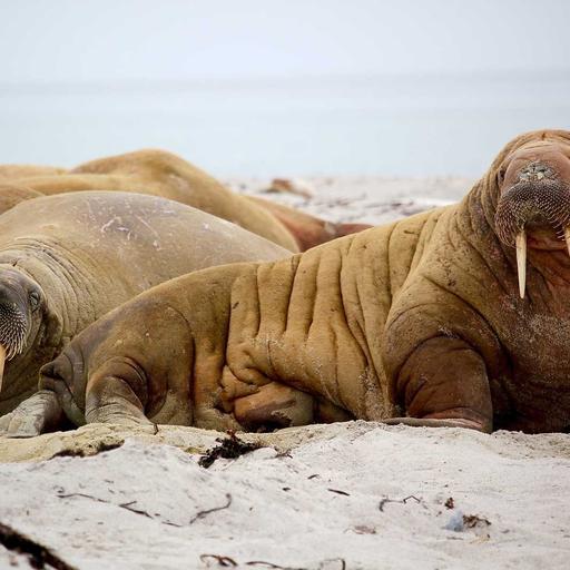Luxurious Soft Table
