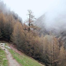 Intelligent Bronze Pants thumbnail 5