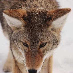 Fantastic Metal Car thumbnail 5