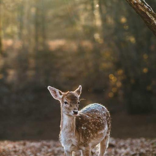 Awesome Frozen Towels