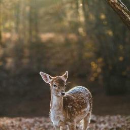 Luxurious Fresh Mouse thumbnail 3