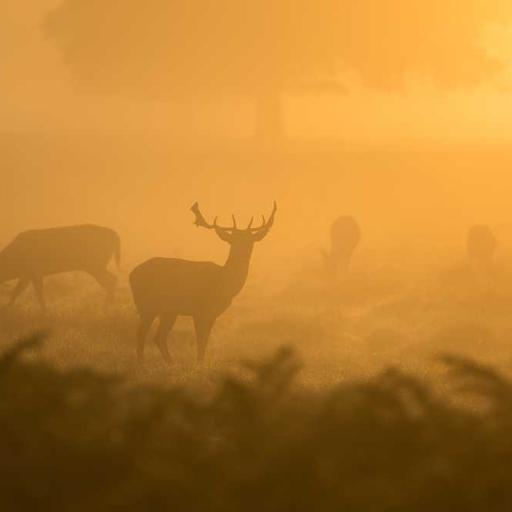 Elegant Plastic Mouse